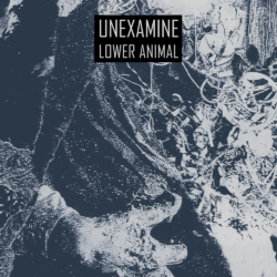 UNEXAMINE – Lower Animal CS